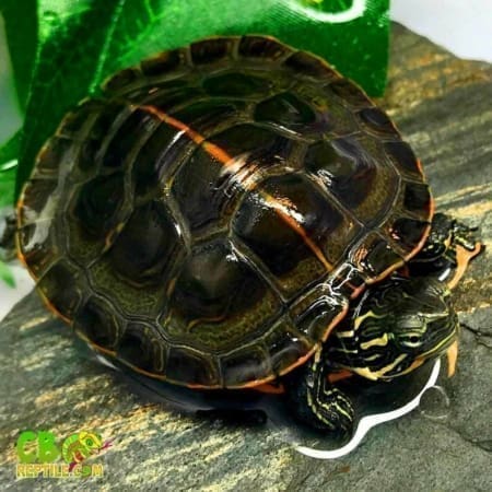 Southern Painted turtle for sale