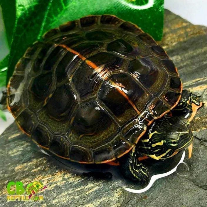 Western Painted turtle for sale buy baby western painted turtles hatchlings