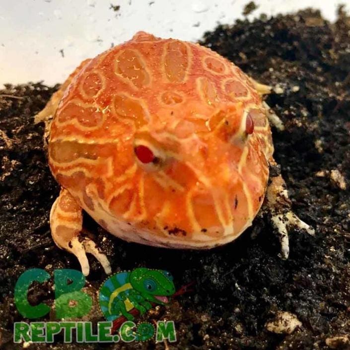 Strawberry Albino pacman frog for sale online baby albino pac man