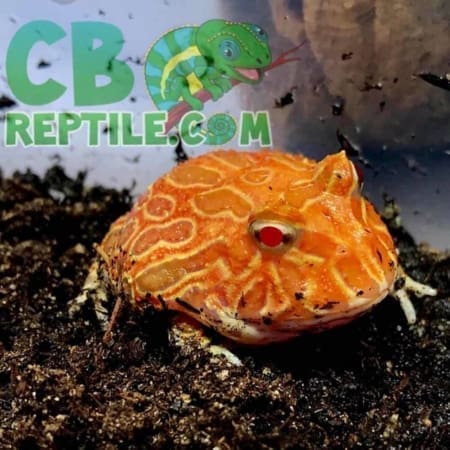 strawberry albino pacman frog for sale