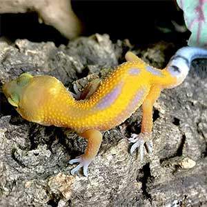 striped leopard gecko for sale