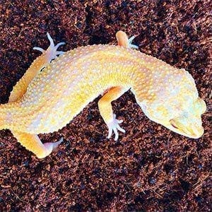 Sunglow gecko for sale