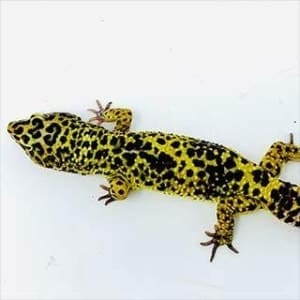 supergiant leopard gecko for sale