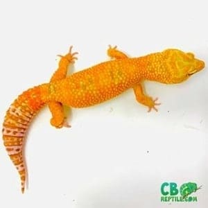 tangelo leopard gecko