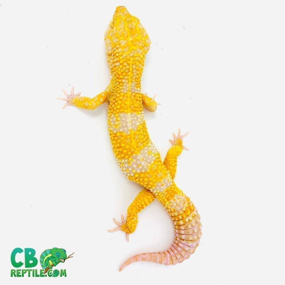 tangerine albino super giant leopard gecko