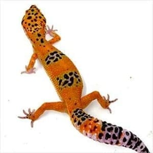 tangerine leopard gecko for sale