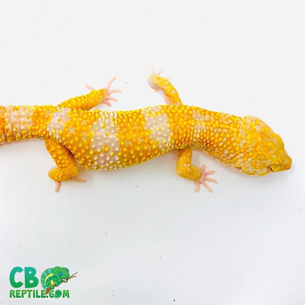 tremper albino supergiant leopard gecko