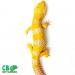 Super Giant leopard geckos for sale | giant leopard gecko breeders