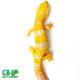 tremper albino supergiant leopard gecko