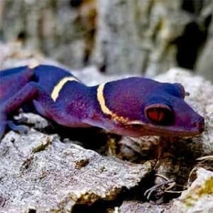 Chinese cave gecko