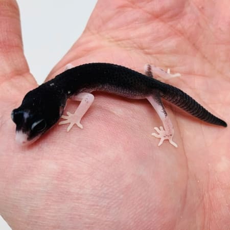 baby black night leopard gecko