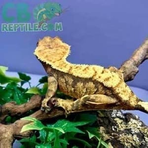 baby crested gecko