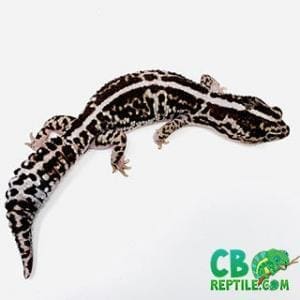 baby fat tail gecko