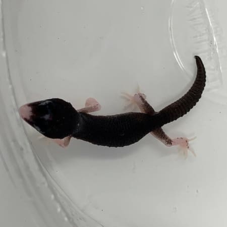 black knight gecko