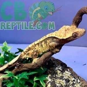 crested gecko breeders