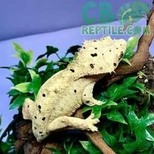 crested gecko care