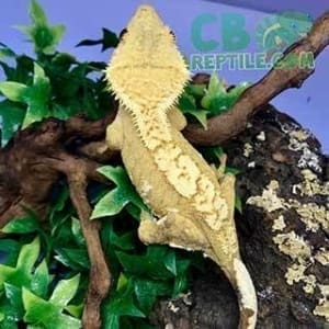 crested gecko diet