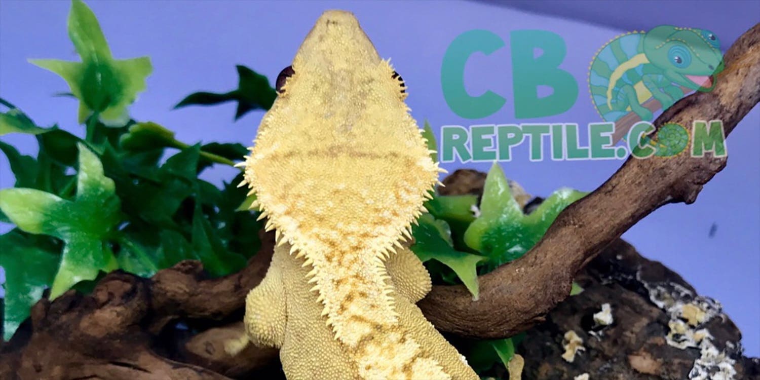 crested gecko diet