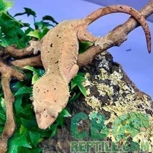 crested gecko food