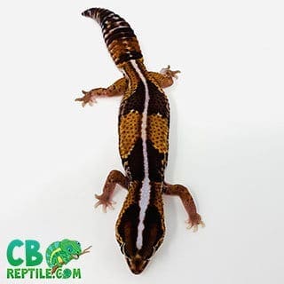 fat tail gecko care