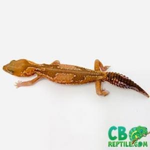 fat tail geckos for sale