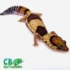 fat tailed gecko