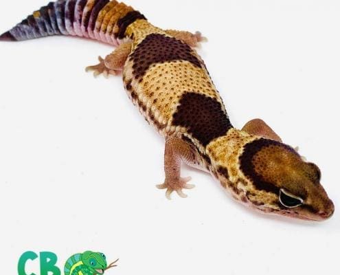 fat tailed gecko