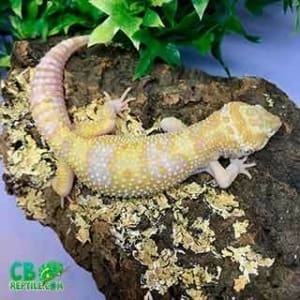 baby leopard geckos for sale