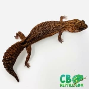 patternless African fat tailed gecko