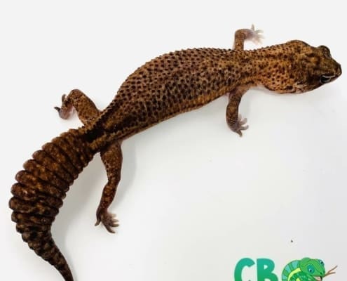 patternless African fat tailed gecko