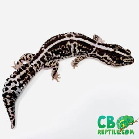 striped white out fat tail gecko for sale