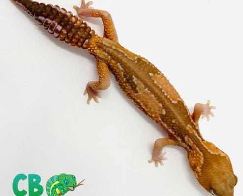 Zulu Fat tailed gecko