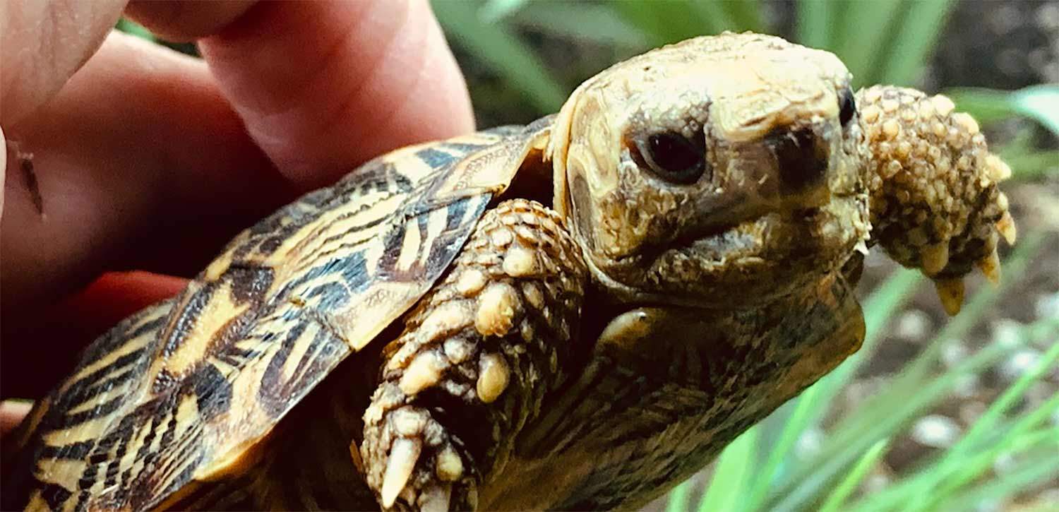 African Pancake tortoise for sale