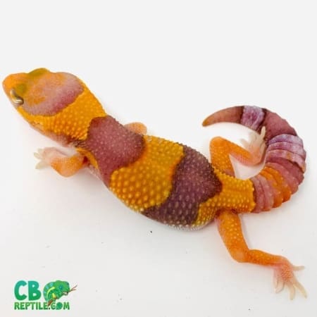 African fat tail gecko for sale