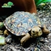 African pancake tortoise