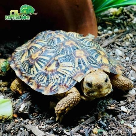 African pancake tortoise