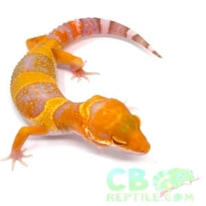 leopard gecko