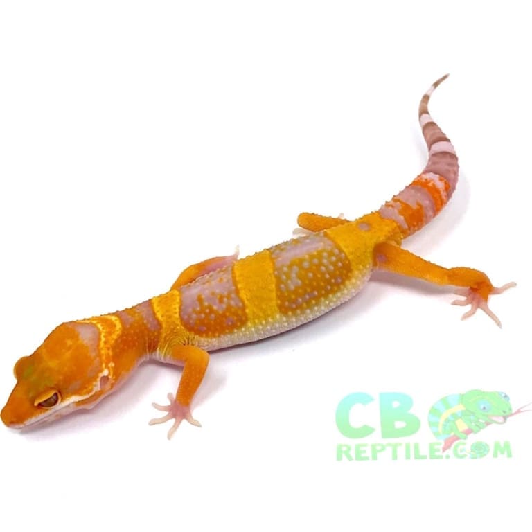 Tangerine leopard geckos for sale where to buy baby tangerine leopard