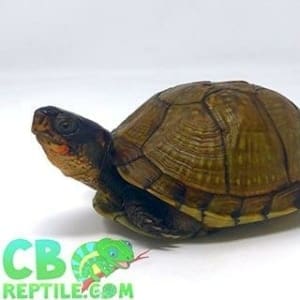 baby box turtle for sale