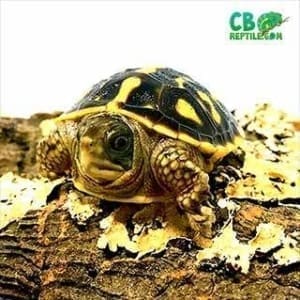 baby box turtles for sale