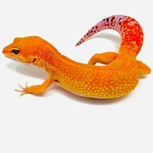 leopard gecko breeder