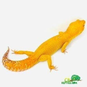 leopard gecko for sale