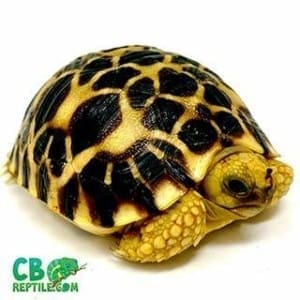 Burmese Star tortoise for sale