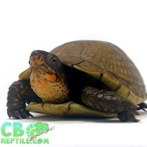 box turtle for sale near me