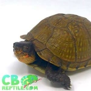 box turtles for sale