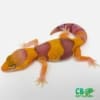 Caramel tangerine albino fat tail gecko
