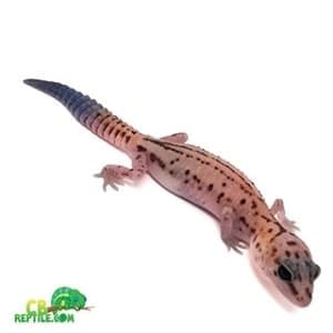 fat tail gecko morphs