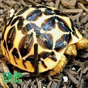 baby Star tortoise