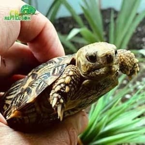 pancake tortoise price