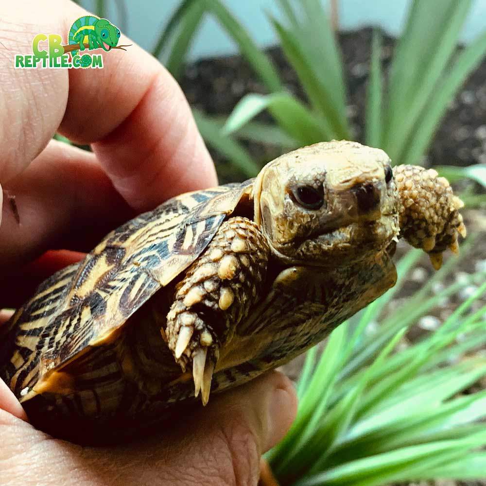 Pancake tortoise for sale